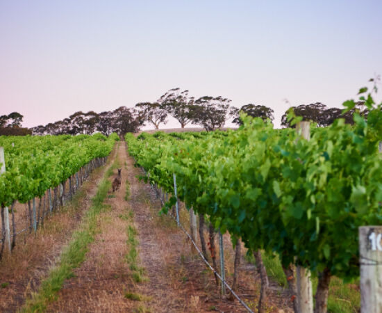 Penfolds Wine Regions
