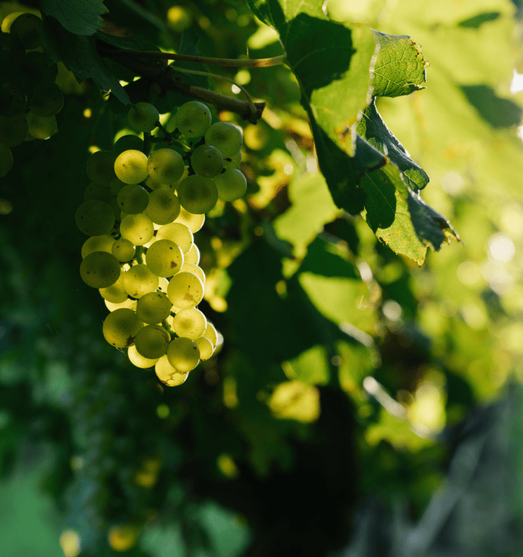 Penfolds Grapes