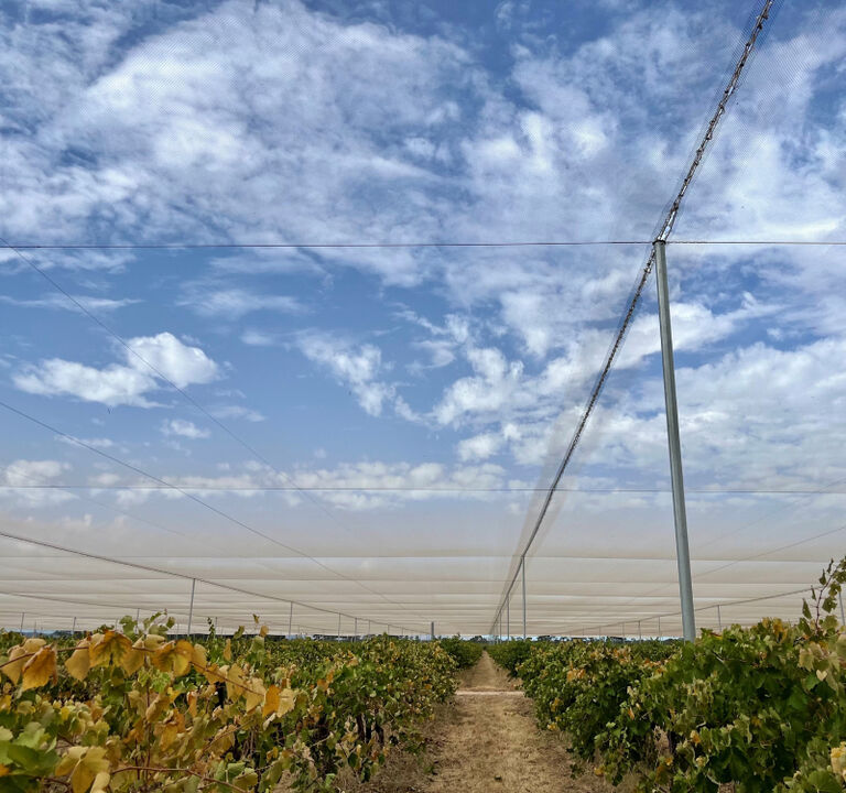 Penfolds Vineyard with Netting