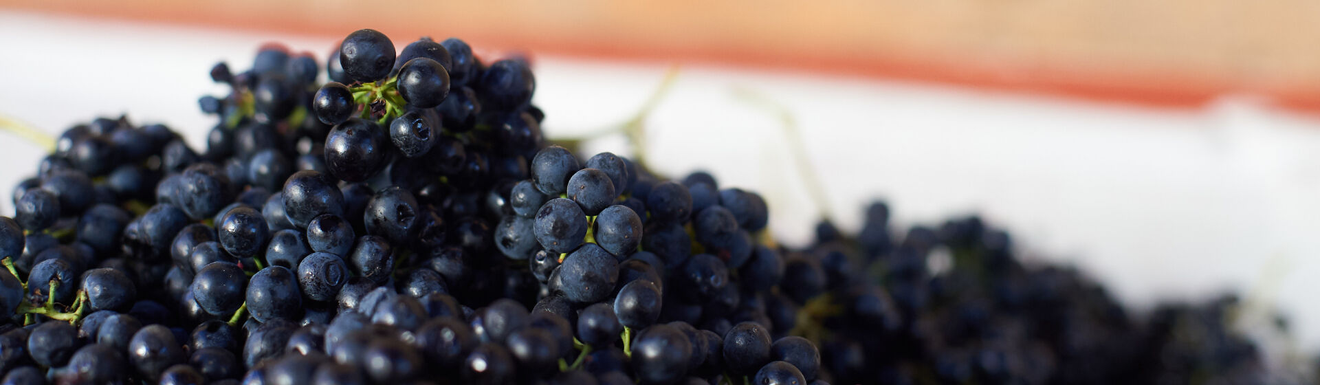 Shiraz Day Banner